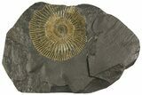 Dactylioceras Ammonite - Posidonia Shale, Germany #180314-1